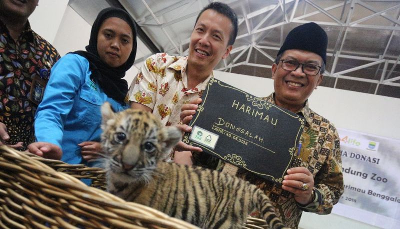 Wali Kota Bandung Oded M Danial Memberi nama Harimau dengan Donggalah (foto Ageng)