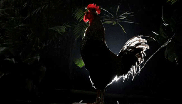 Ayam Berkokok Malam Hari Konon Ada Yang Hamil Diluar Nikah