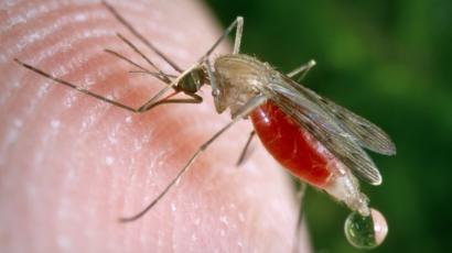 2.500 Warga Angola Meninggal Akibat Malaria