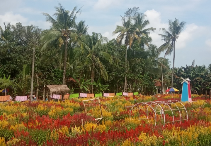 FOKUSJabar.id Taman Bunga Celosia