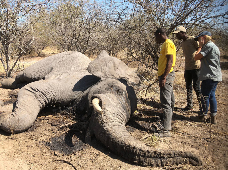 Botswana Selidiki Kematian Misterius 154 Gajah