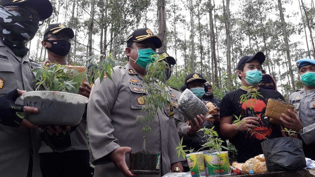 FOKUSJabar.id Ladang Ganja