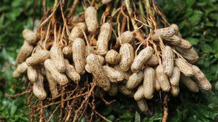 FOKUSJabar.id Manfaat Kacang Tanah bagi Kesehatan