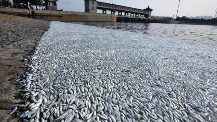 Laut Memanas, 60 Persen Ikan Dunia Terancam Punah