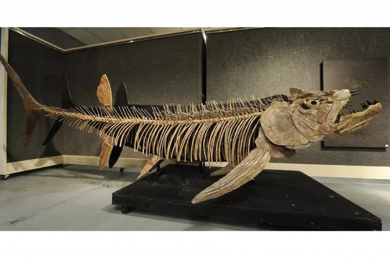 Fosil Ikan Predator Raksasa 70 Juta Tahun Ditemukan di Patagonia