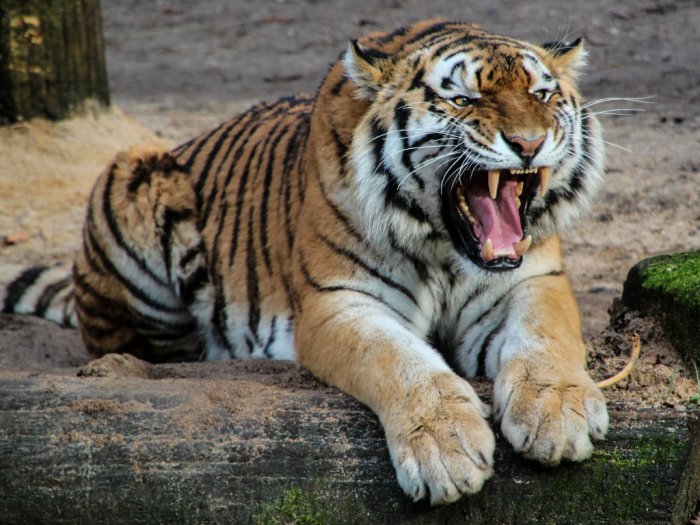 Petugas Kebun Binatang Swiss Tewas Diserang Harimau Siberia