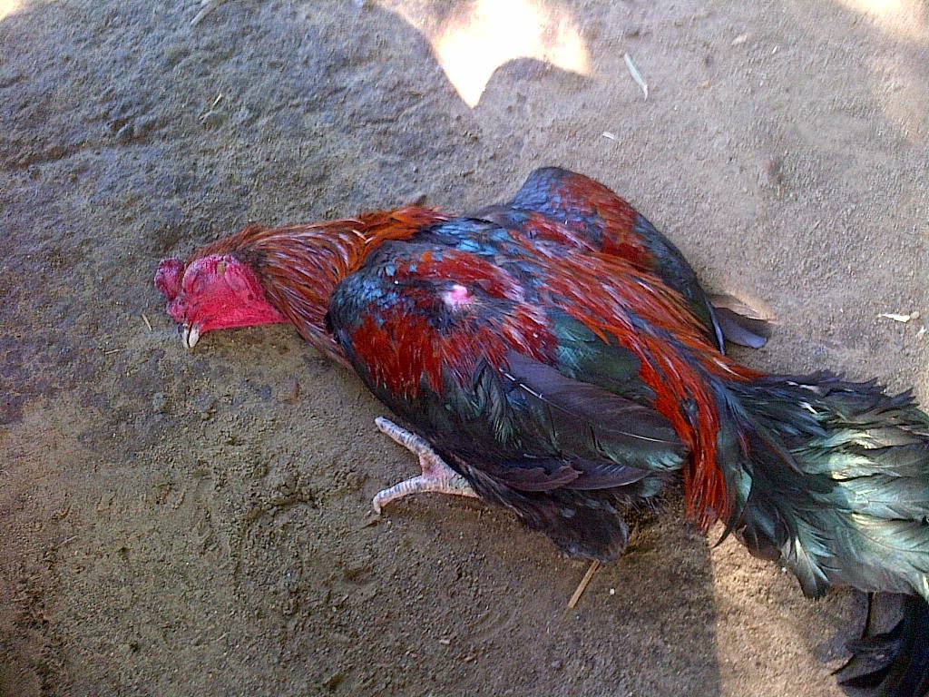 Ratusan Ayam di Aceh Barat Mati Mendadak