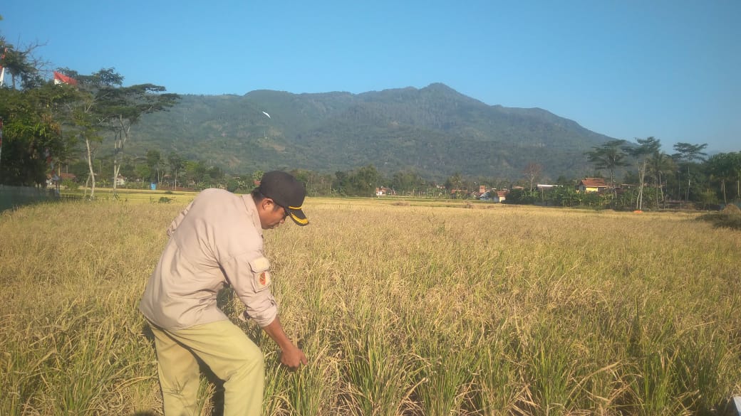 cibunar fokusjabar.id