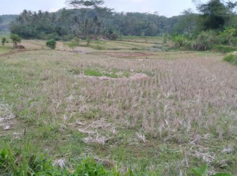 Hadapi El Nino, BPBD Jabar Lakukan Langkah Antisipasi. Foto Ilustrasi