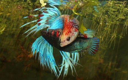 Ikan Cupang fokusjabar.id