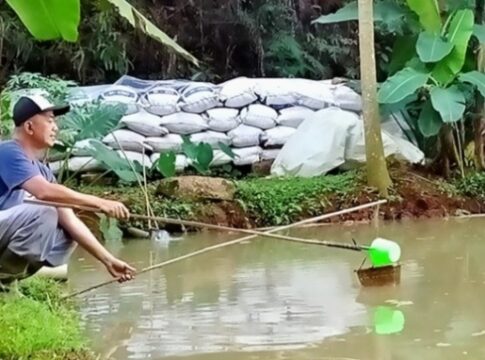FOKUSJabar.id Budidaya Ikan Mujair
