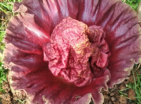 bunga rafflesia fokusjabar.id