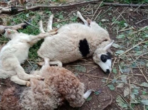 FOKUSJabar.id Kambing