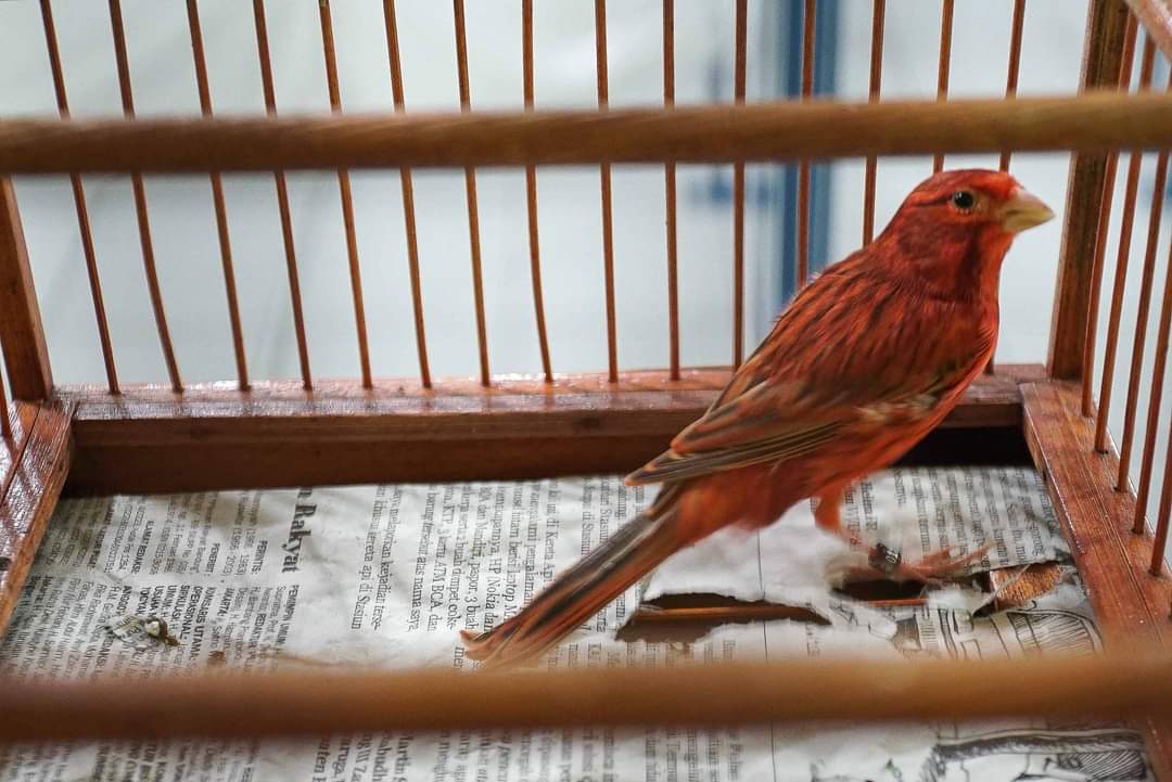 FOKUSJabar.id Burung Kenari Merah Lokal