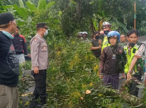 pohon tumbang fokusjabar.id