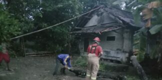 FOKUSJabar.id Ciamis Pohon Sawo