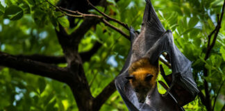 virus nipah
