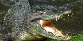 Buaya
