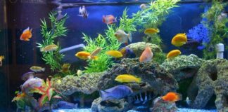 fokusjabar.id ikan hias air tawar