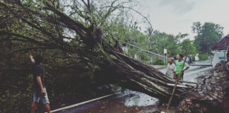 pohon tumbang fokusjabar.id