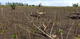 Mangrove