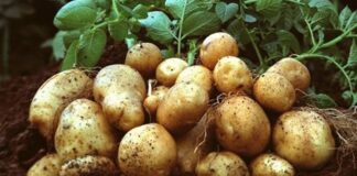 kentang fokusjabar.id