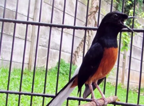 murai batu fokusjabar.id