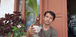 bonsai kelapa fokusjabar