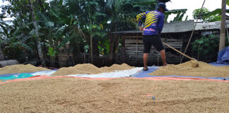 harga gabah fokusjabar