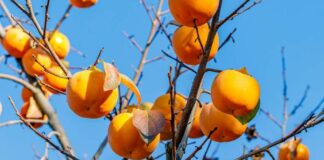 kesemek fokusjabar.id