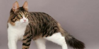 kucing fokusjabar.id