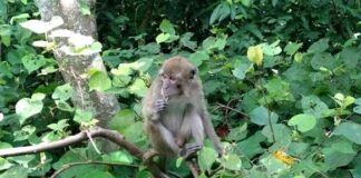 ciamis fokusjabar.id