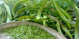 lamtoro gung fokusjabar.id