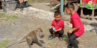 FOKUSJabar.id monyet