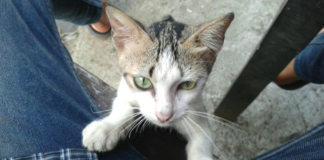 FOKUSJabar.id Kucing