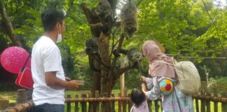 fokusjabar.id bazoog kebun binatang