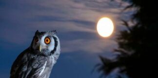 burung hantu fokusjabar.id