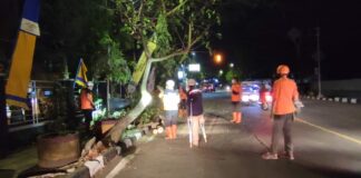 pohon trembesi fokusjabar.id