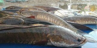 ikan gabus fokusjabar.id