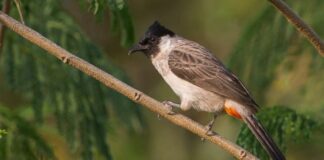 burung kutilang fokusjabar.id