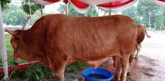 sapi limosin