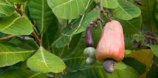 jambu monyet fokusjabar.id