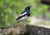 burung fokusjabar.id
