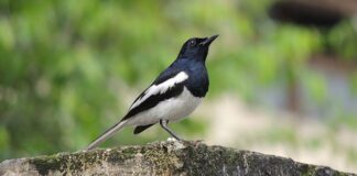 burung fokusjabar.id