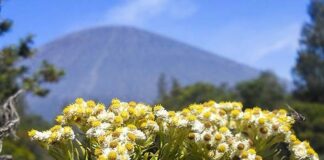 edelweiss fokusjabar.id