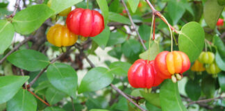 buah dewandaru fokusjabar.id