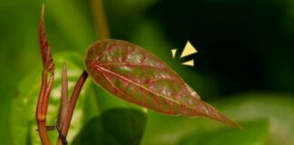 sirih merah fokusjabar.id