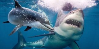 FOKUSJabar.id Ikan Hiu