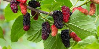 murbei fokusjabar.id