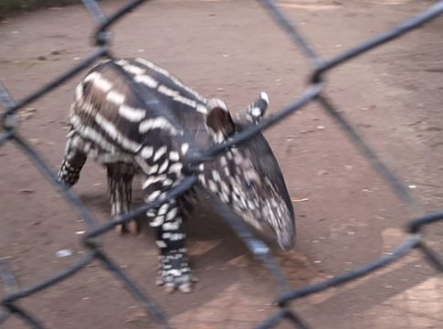 kebun binatang bandung